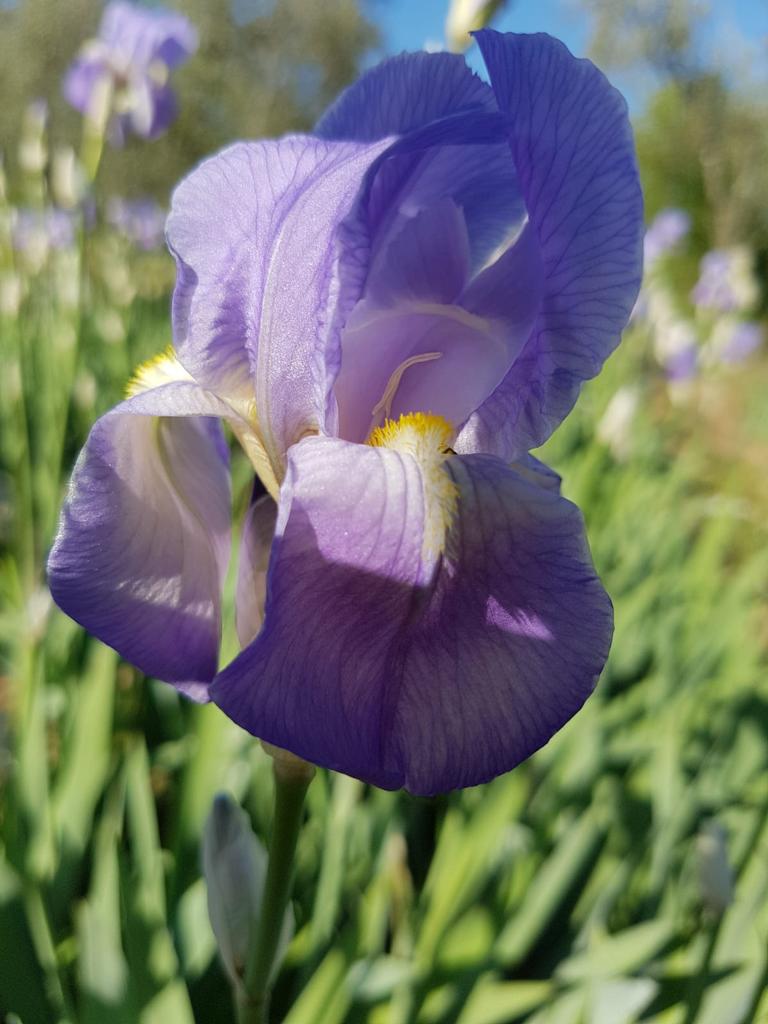 L’Iris: la materia prima più nobile della profumeria