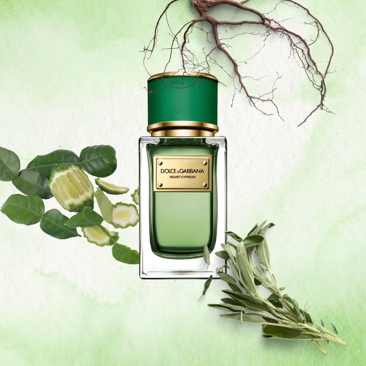 Dolce & Gabbana - Velvet Cypress - Eau de parfum